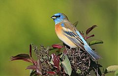 Lazuli Bunting